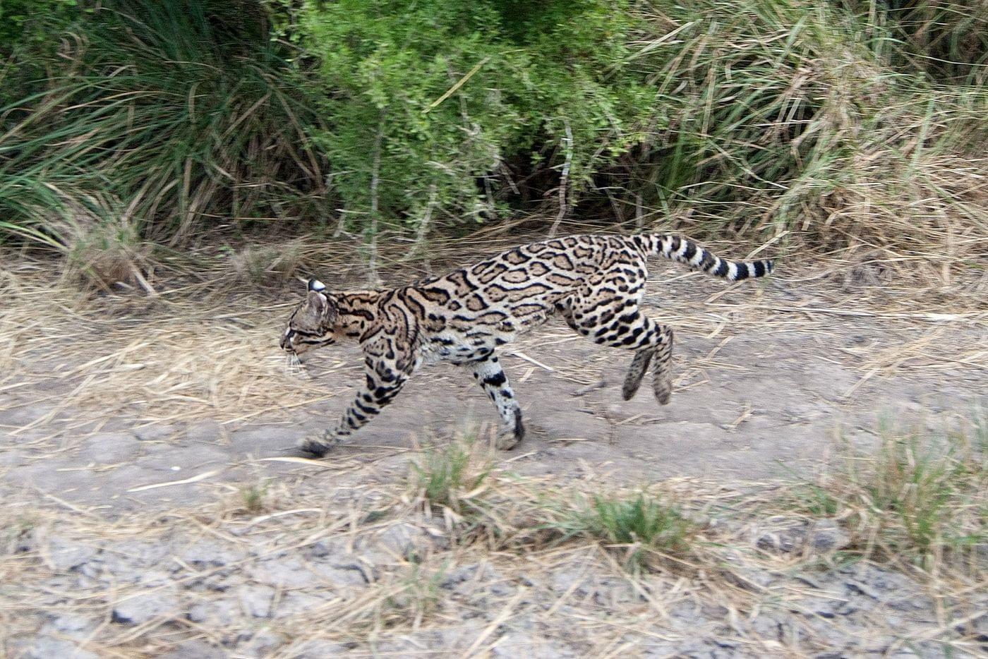 Can You Keep An Ocelot As A Pet